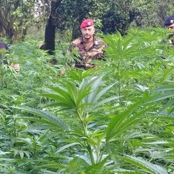 Oltre 28mila piante di marijuana rinvenute nel Reggino