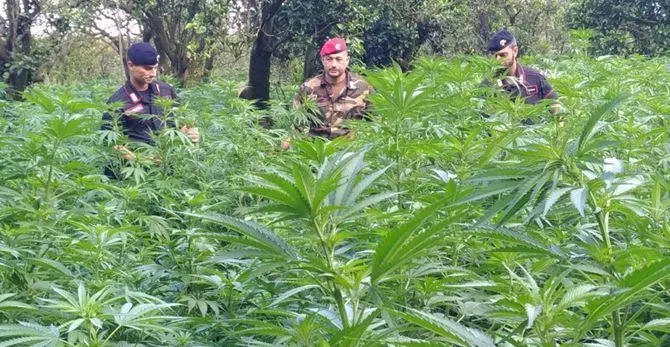 Oltre 28mila piante di marijuana rinvenute nel Reggino