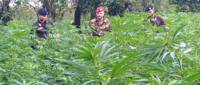 Oltre 28mila piante di marijuana rinvenute nel Reggino