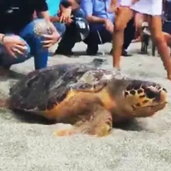 Torna in mare Nazzareno, la tartaruga quasi uccisa dalla plastica –VIDEO