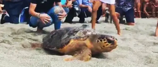Torna in mare Nazzareno, la tartaruga quasi uccisa dalla plastica –VIDEO