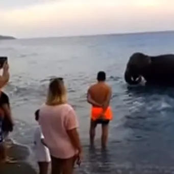 L’elefante va a farsi il bagno a mare tra centinaia di turisti sbigottiti