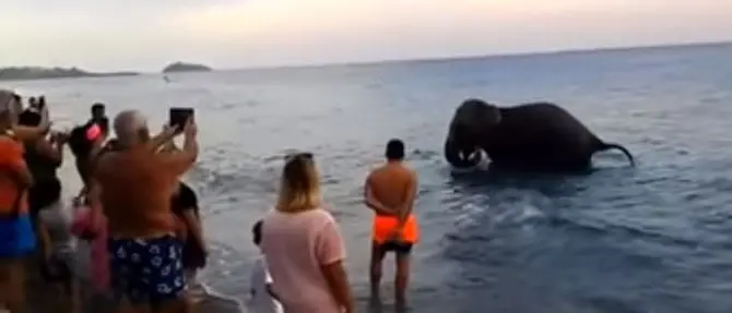 L’elefante va a farsi il bagno a mare tra centinaia di turisti sbigottiti