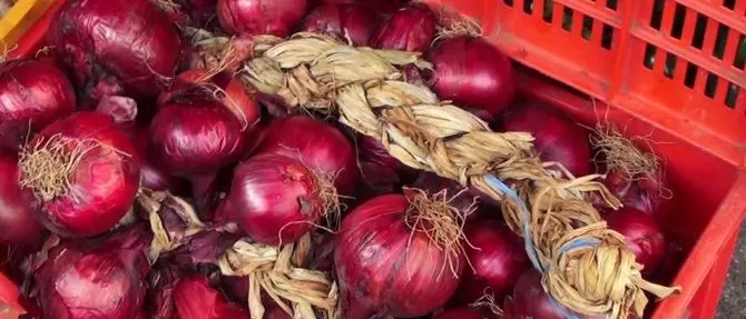 Cipolla rossa di Tropea “taroccata”, la denuncia di Agricoop