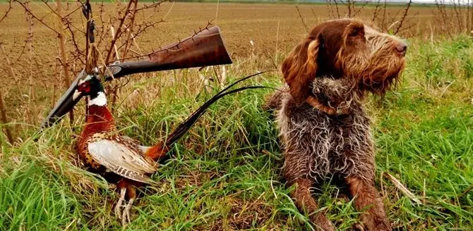 “Ferma l’anticaccia!”: chi ha paura degli animalisti?