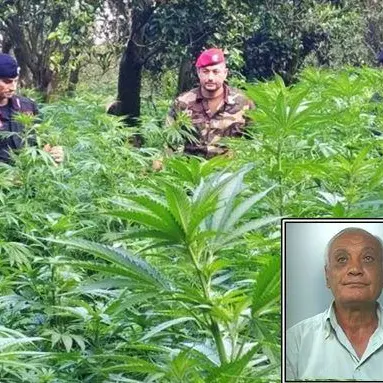 Sorpresi mentre raccolgono marijuana, due arresti a Candidoni