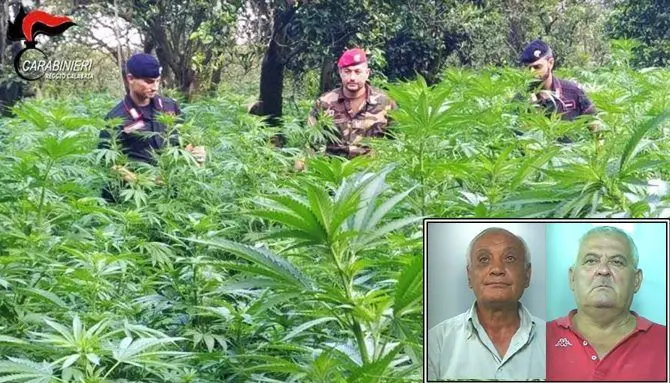 Sorpresi mentre raccolgono marijuana, due arresti a Candidoni