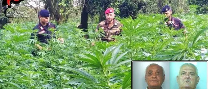 Sorpresi mentre raccolgono marijuana, due arresti a Candidoni