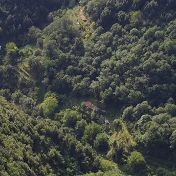 Scoperte 4mila piante di canapa indiana nel Vibonese