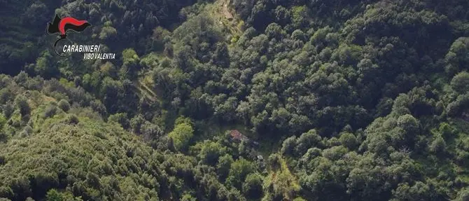 Scoperte 4mila piante di canapa indiana nel Vibonese