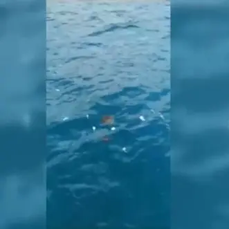 San Nicola Arcella, centinaia di pesci morti a pochi metri dalla riva