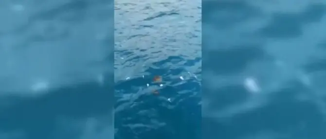 San Nicola Arcella, centinaia di pesci morti a pochi metri dalla riva