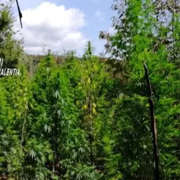 Vibonese terra di “marijuana”, scoperta piantagione a Fabrizia