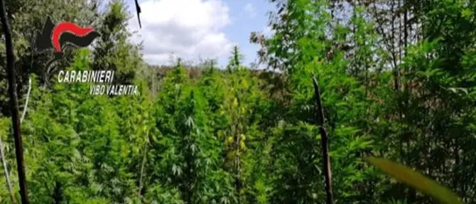 Vibonese terra di “marijuana”, scoperta piantagione a Fabrizia