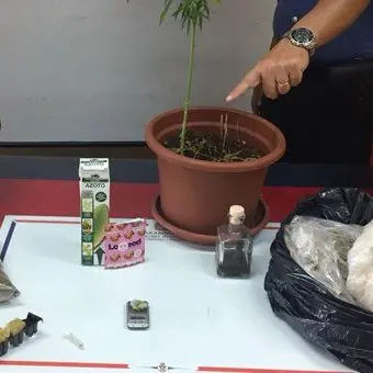 Copanello, coltiva cannabis in casa: arrestato