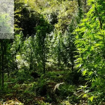 Ancora marijuana nel Vibonese, scoperta piantagione a San Nicola da Crissa