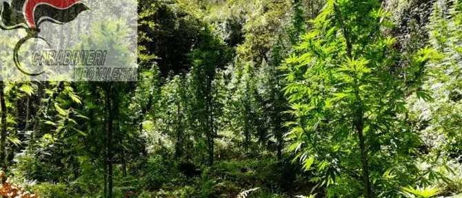 Ancora marijuana nel Vibonese, scoperta piantagione a San Nicola da Crissa