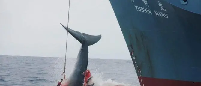 Oltre 50 balene massacrate, il Wwf denuncia il Giappone