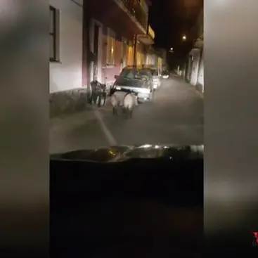 Cinghiali a spasso sul corso, continua l’emergenza nel Vibonese