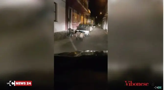 Cinghiali a spasso sul corso, continua l’emergenza nel Vibonese