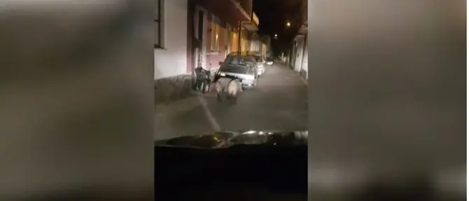 Cinghiali a spasso sul corso, continua l’emergenza nel Vibonese