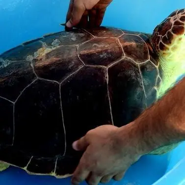 Curata e accudita, la tartaruga Mara torna a tuffarsi nel blu