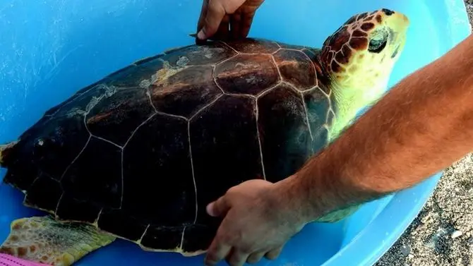 Curata e accudita, la tartaruga Mara torna a tuffarsi nel blu