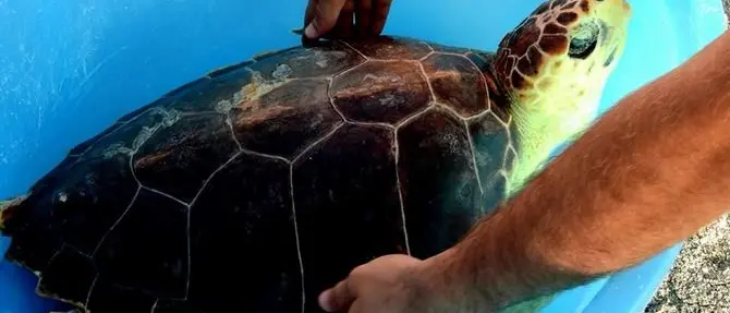Curata e accudita, la tartaruga Mara torna a tuffarsi nel blu