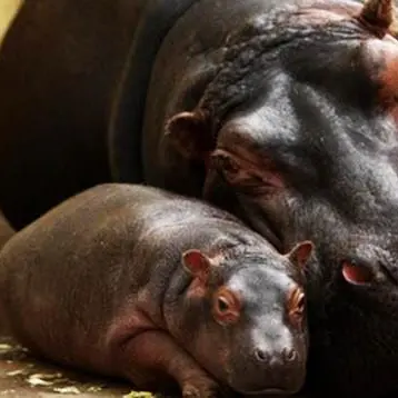 Nasce un cucciolo di ippopotamo, festa allo Zoosafari