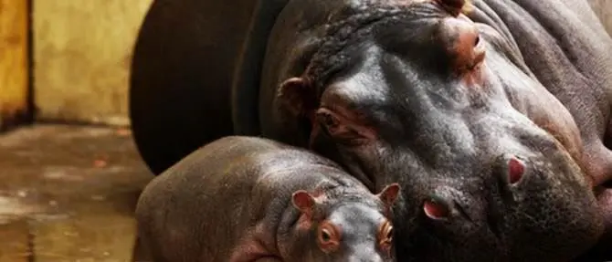Nasce un cucciolo di ippopotamo, festa allo Zoosafari