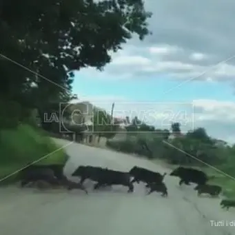 Maxi-branco di cinghiali attraversa la strada nel Vibonese – VIDEO