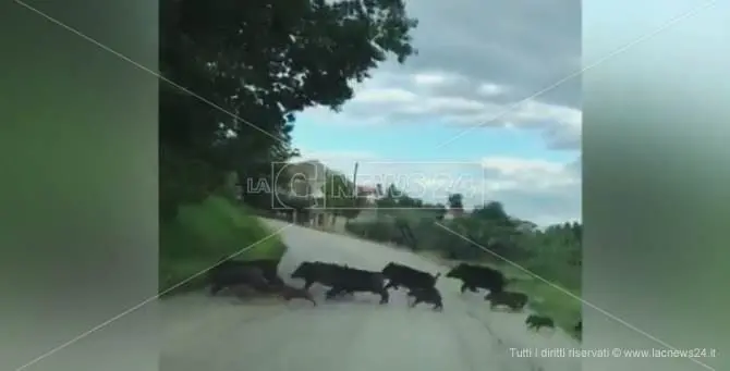 Maxi-branco di cinghiali attraversa la strada nel Vibonese – VIDEO