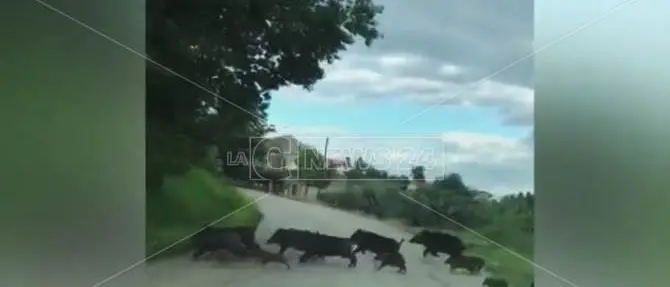 Maxi-branco di cinghiali attraversa la strada nel Vibonese – VIDEO