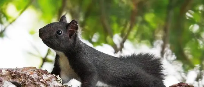 Ecco lo scoiattolo nero, il “folletto” della Sila entusiasma il web