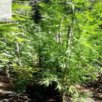 Ancora marijuana nel Vibonese, scoperta piantagione a Fabrizia