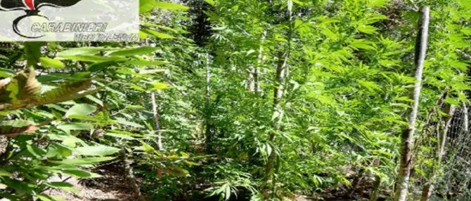 Ancora marijuana nel Vibonese, scoperta piantagione a Fabrizia
