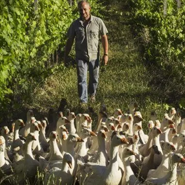 Basta diserbanti, 400 oche in vigna per eliminare le erbacce