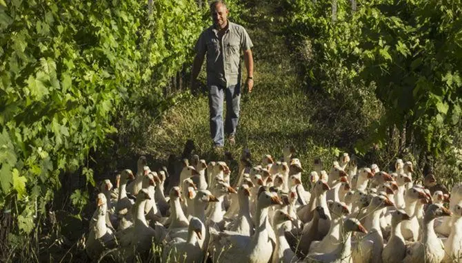 Basta diserbanti, 400 oche in vigna per eliminare le erbacce