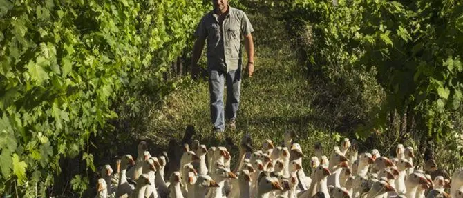 Basta diserbanti, 400 oche in vigna per eliminare le erbacce