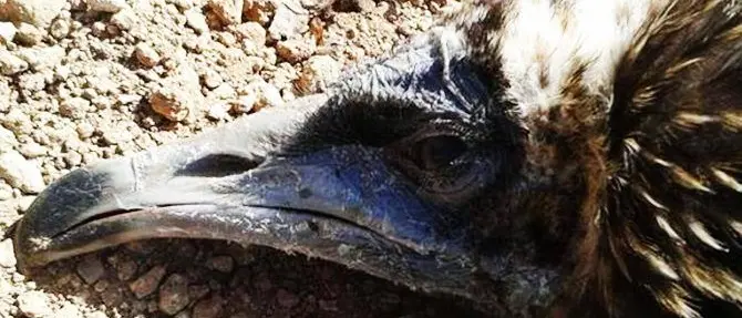 Avvoltoio in migrazione ucciso a fucilate, il Parco Aspromonte: «Colpito un progetto»