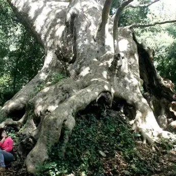 Il gigante buono di Curinga: l'ultimo platano millenario d'Italia