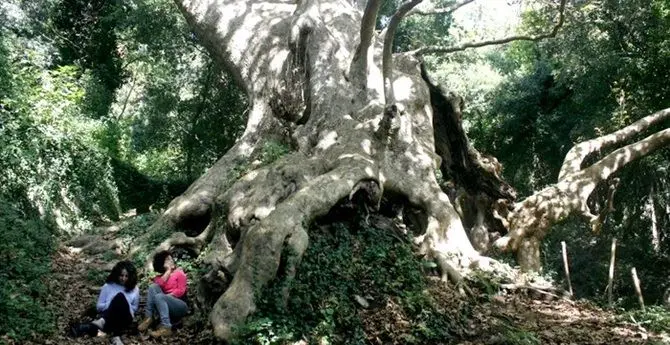 Il gigante buono di Curinga: l'ultimo platano millenario d'Italia