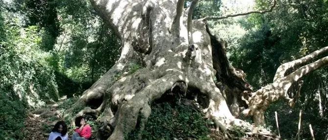 Il gigante buono di Curinga: l'ultimo platano millenario d'Italia