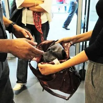 Catanzaro, portano via abiti e cosmetici: denunciate due donne