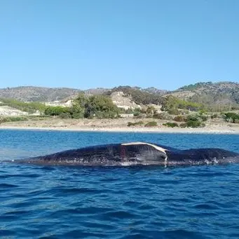 Cetaceo morto si spiaggia nel Reggino