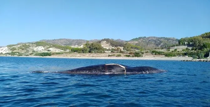 Cetaceo morto si spiaggia nel Reggino