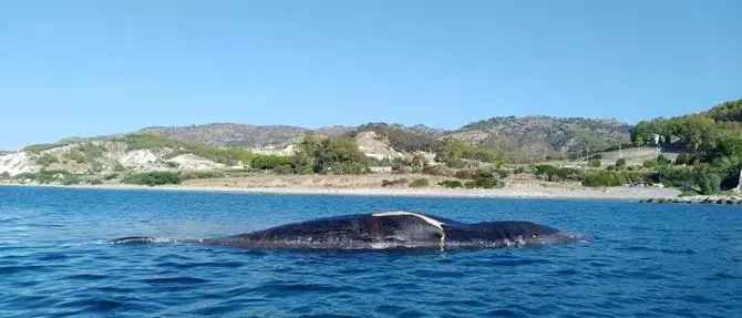 Cetaceo morto si spiaggia nel Reggino