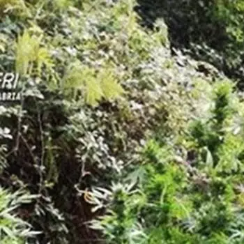 Cardeto, scoperta piantagione di marijuana
