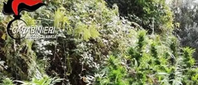 Cardeto, scoperta piantagione di marijuana