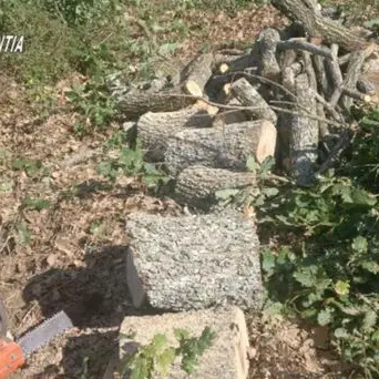 Tagliano legna abusivamente, due arresti nel Vibonese